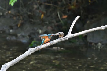 Common Kingfisher Nagahama Park Sun, 5/29/2022