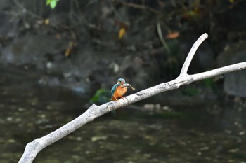 Common Kingfisher Nagahama Park Sun, 5/29/2022