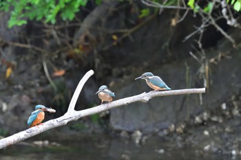 Common Kingfisher Nagahama Park Sun, 5/29/2022