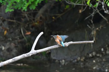 Common Kingfisher Nagahama Park Sun, 5/29/2022