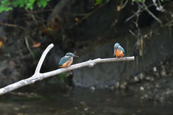 Common Kingfisher Nagahama Park Sun, 5/29/2022