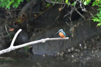 Common Kingfisher Nagahama Park Sun, 5/29/2022