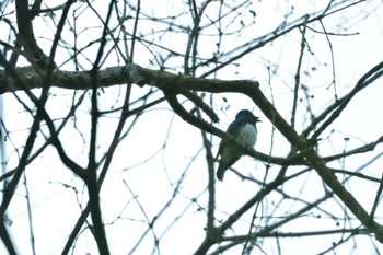 Blue-and-white Flycatcher Moritogawa Sun, 5/29/2022