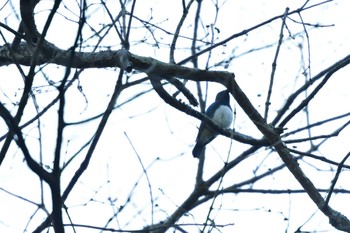 Blue-and-white Flycatcher Moritogawa Sun, 5/29/2022