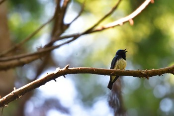 Blue-and-white Flycatcher Moritogawa Sun, 5/29/2022