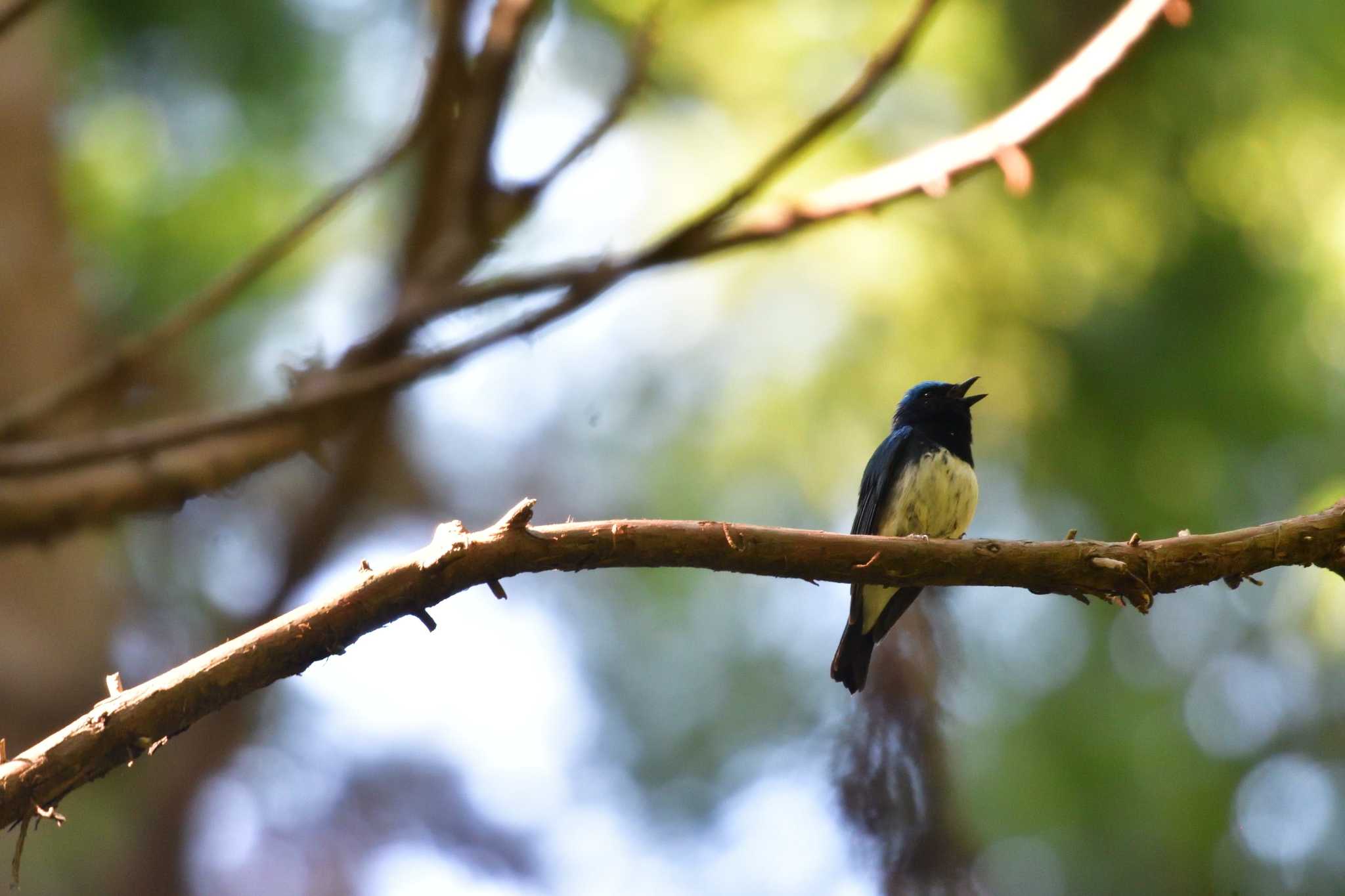 Photo of Blue-and-white Flycatcher at Moritogawa by やなさん
