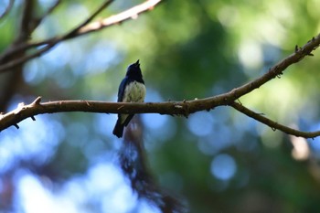 Blue-and-white Flycatcher Moritogawa Sun, 5/29/2022