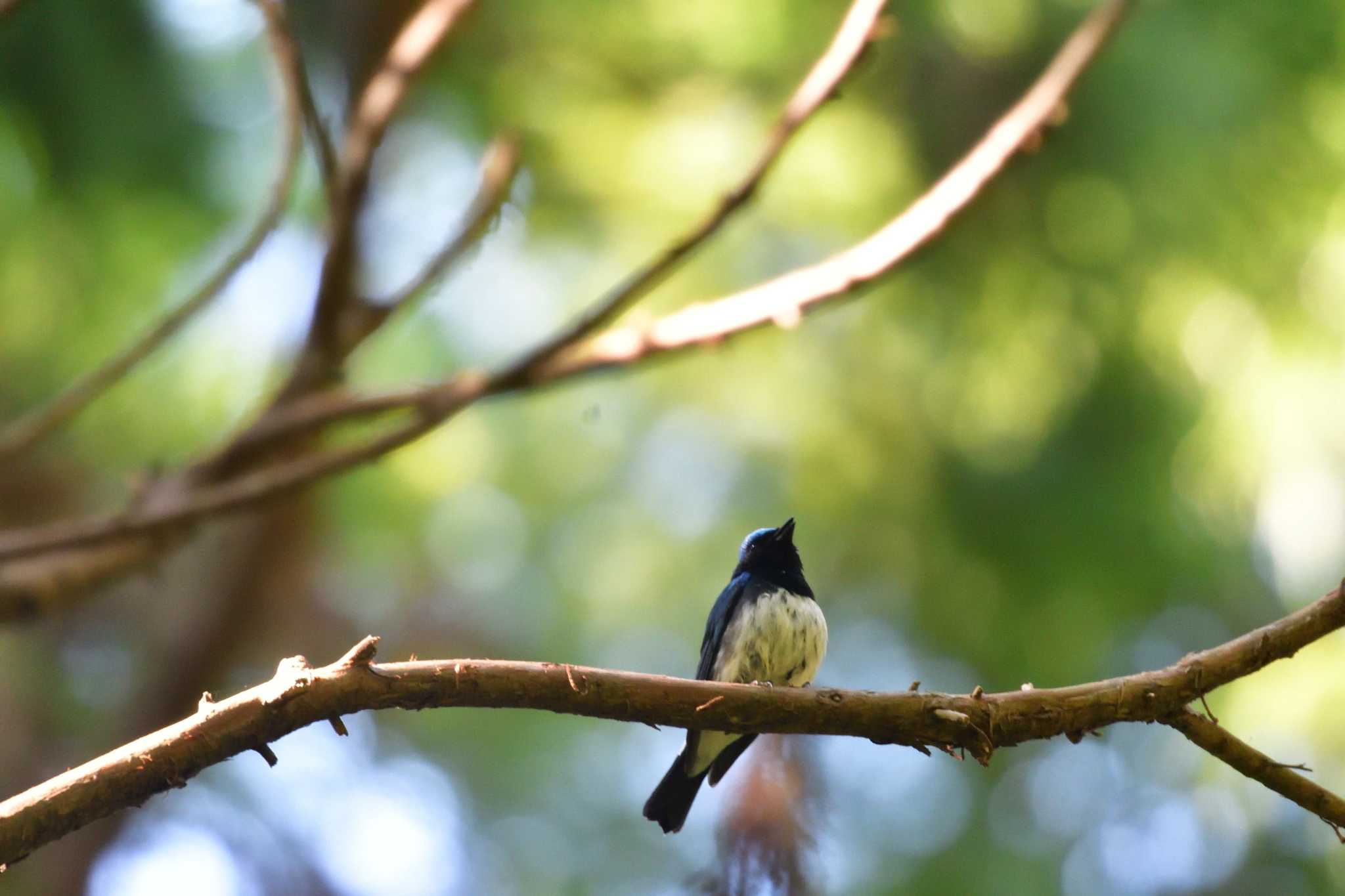 Photo of Blue-and-white Flycatcher at Moritogawa by やなさん