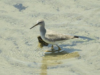 Sun, 5/29/2022 Birding report at 甲子園浜(兵庫県西宮市)