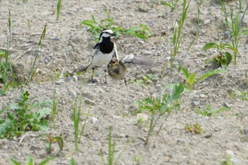 White Wagtail 初谷渓谷 Mon, 5/30/2022