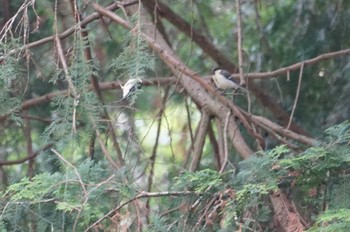 Japanese Tit 初谷渓谷 Mon, 5/30/2022