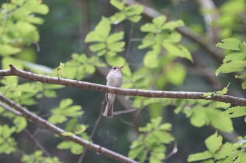 Asian Brown Flycatcher 初谷渓谷 Mon, 5/30/2022