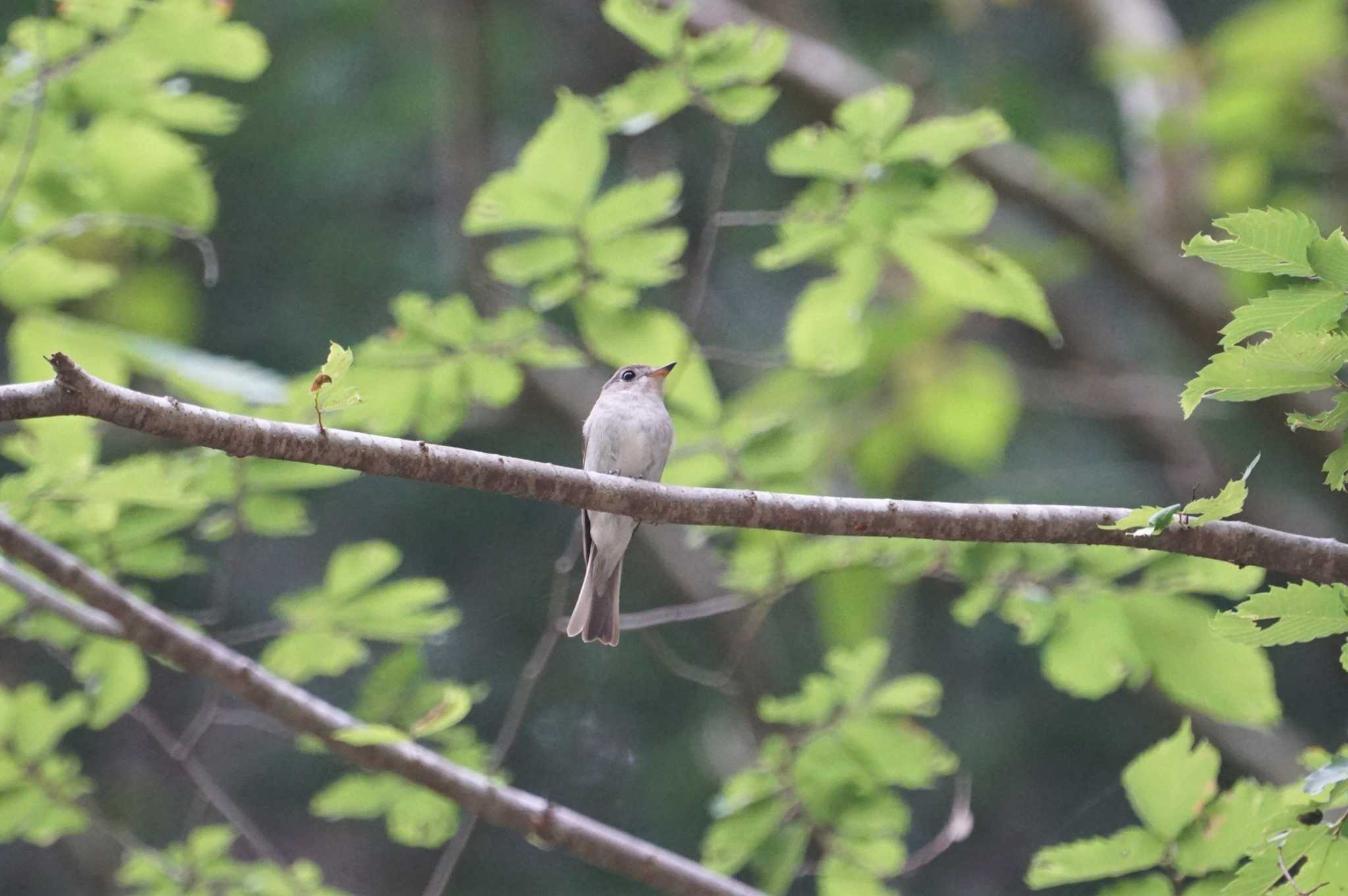 Photo of Asian Brown Flycatcher at 初谷渓谷 by マル