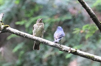 Blue-and-white Flycatcher 初谷渓谷 Mon, 5/30/2022