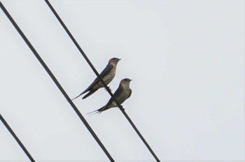 Red-rumped Swallow 初谷渓谷 Mon, 5/30/2022