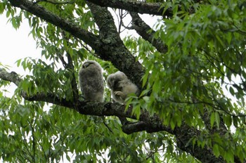 Ural Owl 野間の大ケヤキ Mon, 5/30/2022