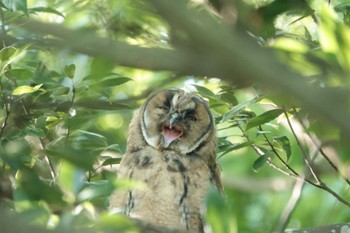 Sat, 5/28/2022 Birding report at Watarase Yusuichi (Wetland)