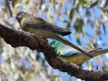 ビセイインコ Glen Alice, Znsw, Australia 2020年10月4日(日)