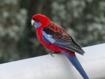 Crimson Rosella Lake Wallace, Wallerawang, NSW, Australoa Mon, 10/5/2020