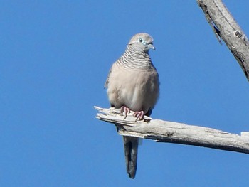 オーストラリアチョウショウバト Capertee Valley, NSW, Australia 2020年10月4日(日)