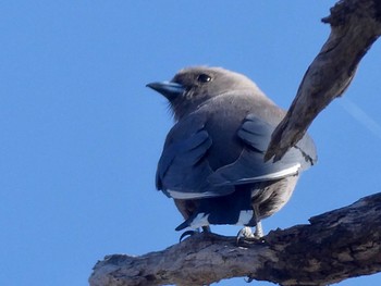 ウスズミモリツバメ Capertee Valley, NSW, Australia 2020年10月4日(日)