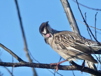 Red Wattlebird Lake Wallace, Wallerawang, NSW, Australoa Sat, 10/3/2020