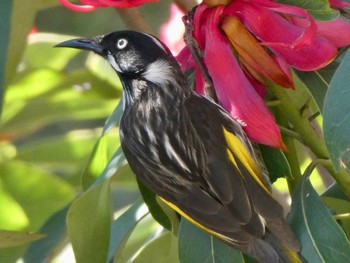 New Holland Honeyeater Blue Mountains Botanic Garden, Mt Tomah, NSW, Australia Sat, 10/3/2020