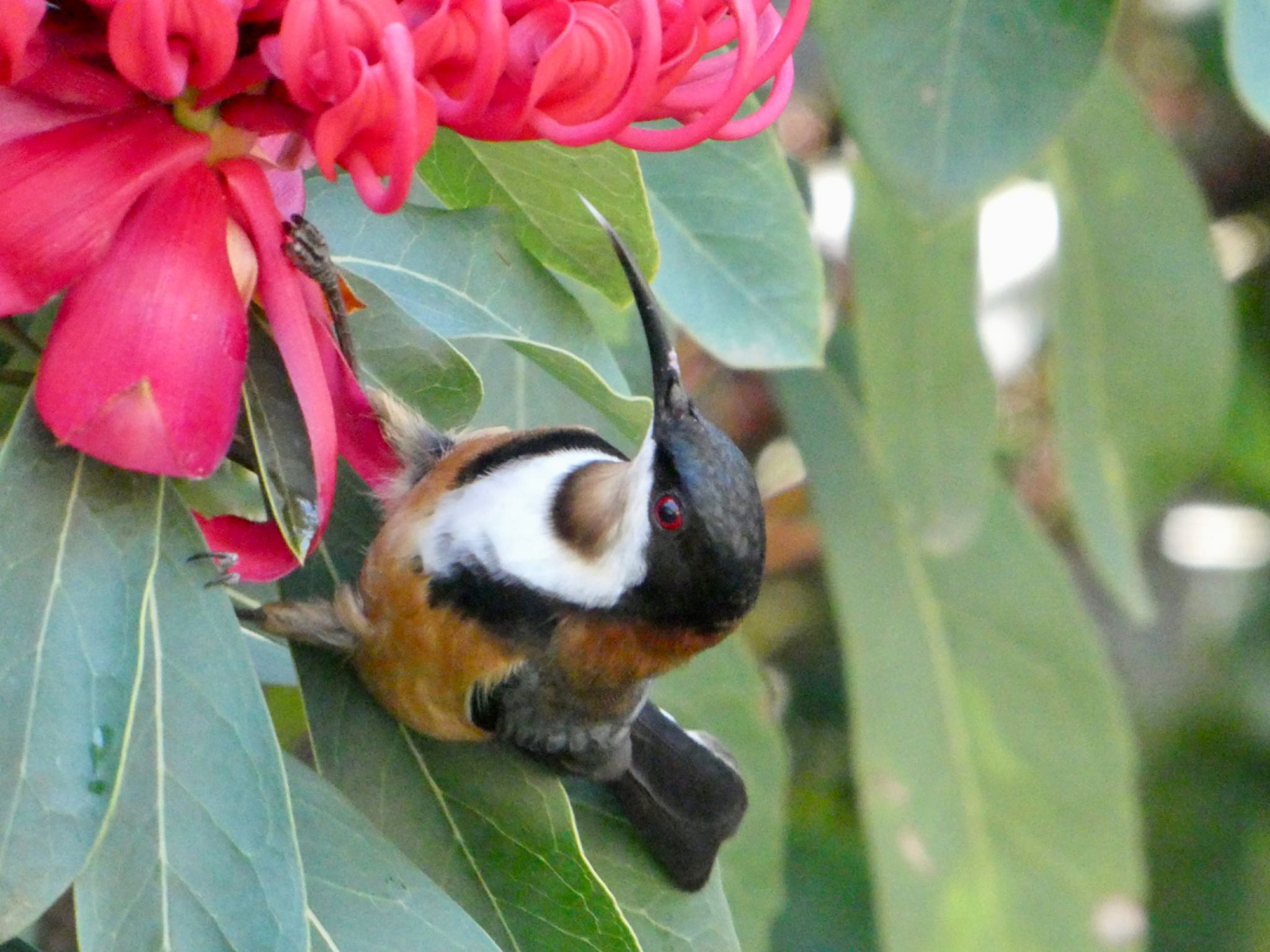 Blue Mountains Botanic Garden, Mt Tomah, NSW, Australia キリハシミツスイの写真 by Maki