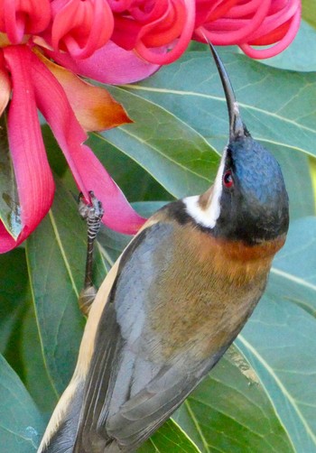 キリハシミツスイ Blue Mountains Botanic Garden, Mt Tomah, NSW, Australia 2020年10月3日(土)