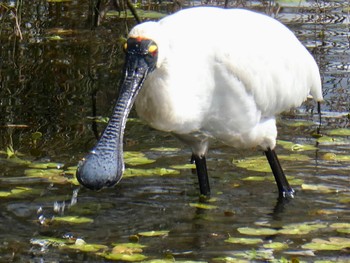 オーストラリアヘラサギ Australian Botanic Garden(Mt Annan) 2020年9月27日(日)