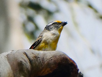 キボシホウセキドリ Australian Botanic Garden(Mt Annan) 2020年9月27日(日)