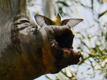 キボシホウセキドリ Australian Botanic Garden(Mt Annan) 2020年9月27日(日)