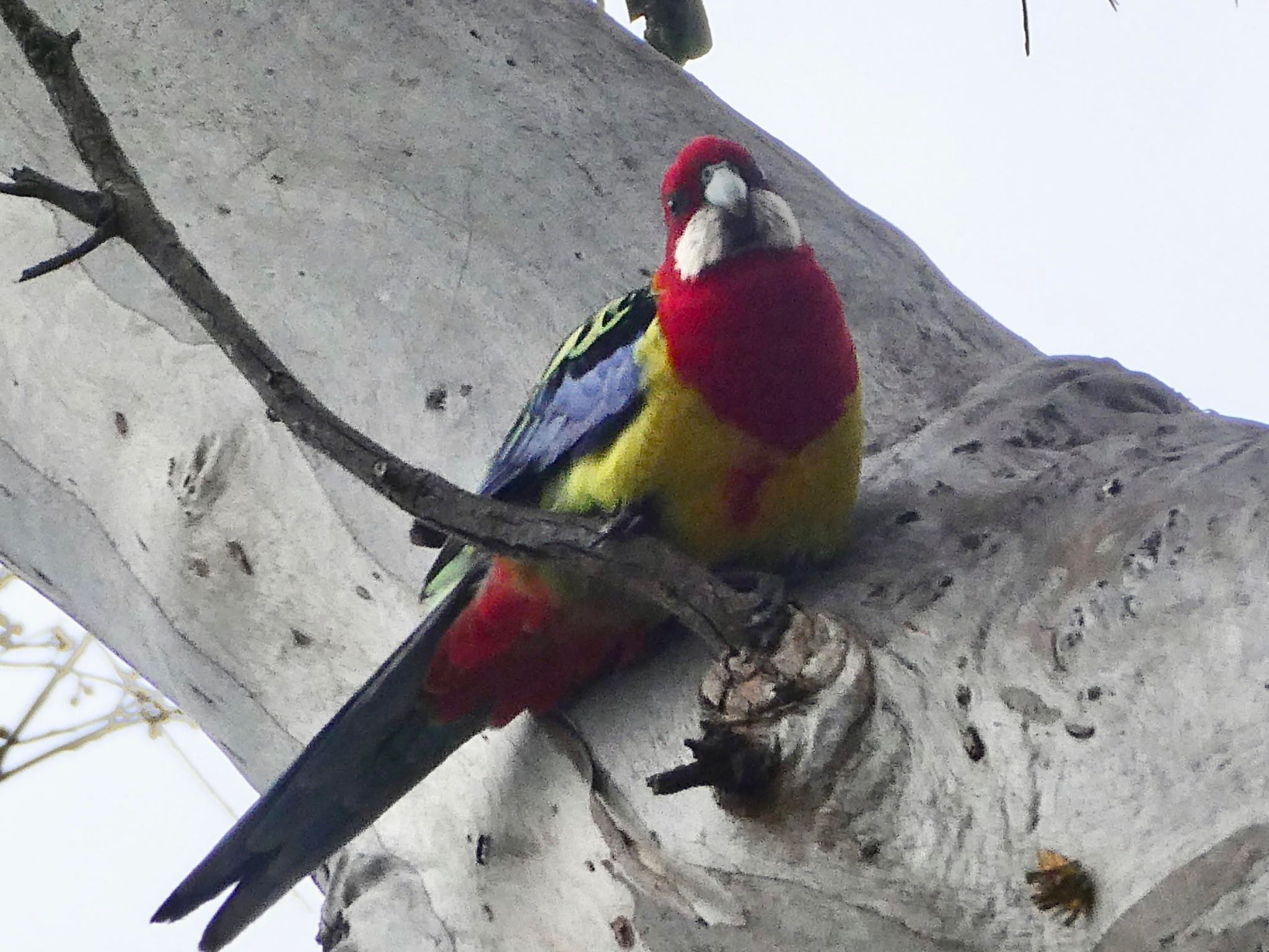 Australian Botanic Garden(Mt Annan) ナナクサインコの写真 by Maki