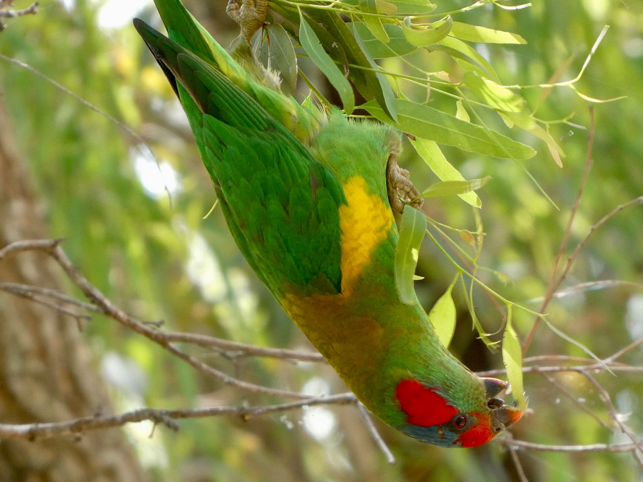 Australian Botanic Garden(Mt Annan) ジャコウインコの写真 by Maki