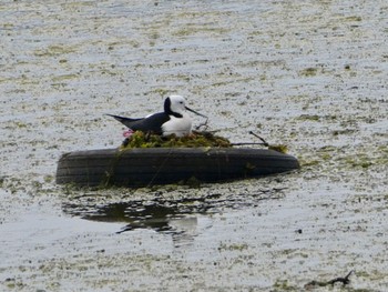 Pied Stilt Sydney Olympic Park(Bird Hide) Sat, 9/19/2020