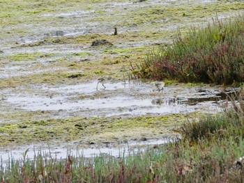 Pied Stilt Sydney Olympic Park(Bird Hide) Sat, 9/19/2020