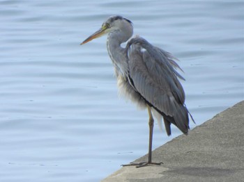2022年5月6日(金) 相模川河口付近の野鳥観察記録