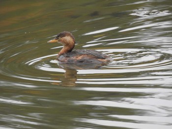 Little Grebe あいの里公園 Wed, 11/3/2021