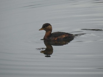 Little Grebe あいの里公園 Wed, 11/3/2021