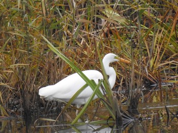 Great Egret あいの里公園 Wed, 11/3/2021