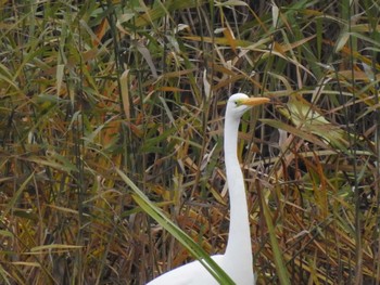 Great Egret あいの里公園 Wed, 11/3/2021