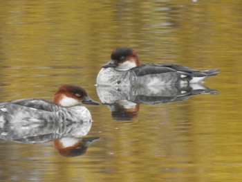 Smew あいの里公園 Wed, 11/3/2021