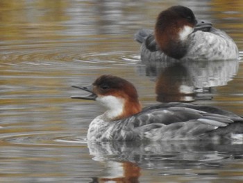 Smew あいの里公園 Wed, 11/3/2021