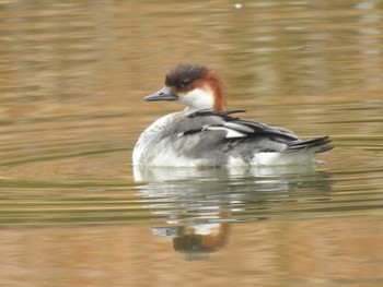 Smew あいの里公園 Wed, 11/3/2021