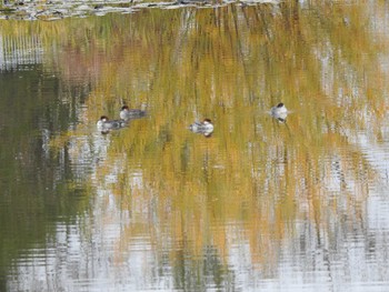 ミコアイサ あいの里公園 2021年11月3日(水)