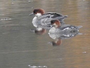 Smew あいの里公園 Wed, 11/3/2021