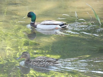 Mallard 創成川緑地(札幌) Tue, 5/10/2022