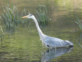 Grey Heron 創成川緑地(札幌) Tue, 5/10/2022