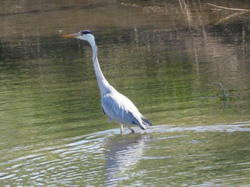 Grey Heron 創成川緑地(札幌) Tue, 5/10/2022