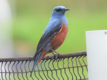 Fri, 5/6/2022 Birding report at 馬入ふれあい公園